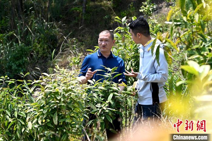張高漢向參訪者介紹金花茶種植情況?！埥鸫?攝